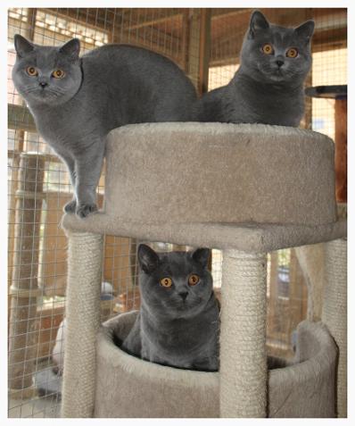 Some of our residents at Adryn cat resort